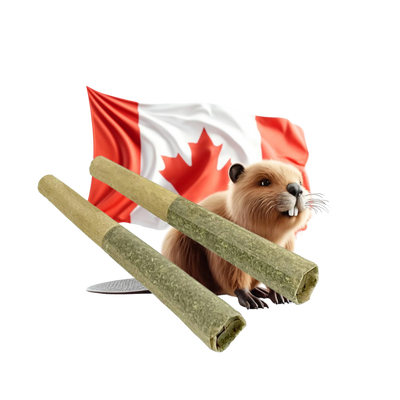 True North Tokes Double Infused Pre-Rolls 0.5g x2
