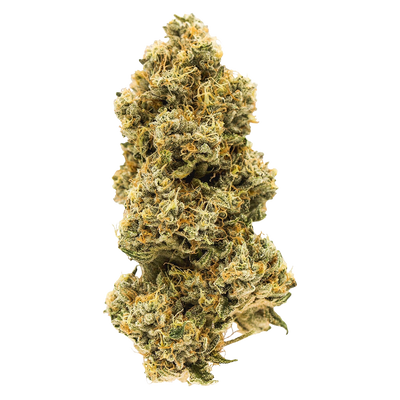 Single dried cannabis flower bud for Animal Face against a black background.