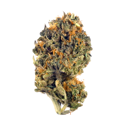 Single dense cannabis flower bud with dark green leaves and orange pistils.
