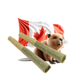 True North Tokes Double Infused Pre-Rolls 0.5g x2