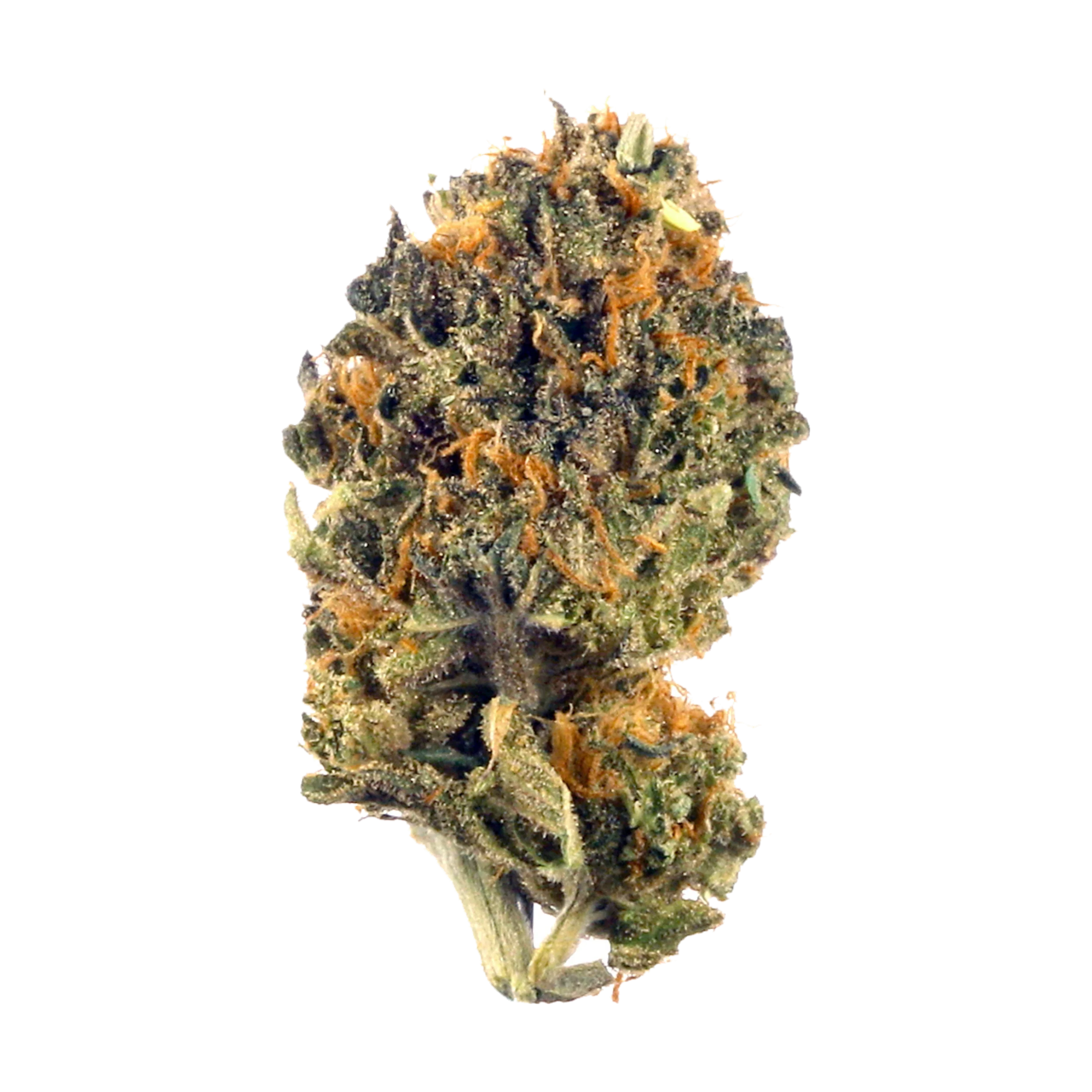 Single dense cannabis flower bud with dark green leaves and orange pistils.