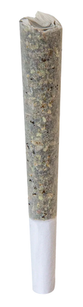 Close-up of the rolled Nostalgia Hash Infused Pre-Roll, its surface coated in light-colored kief and hash flecks, with a white paper filter tip.