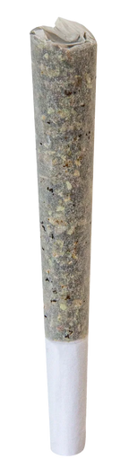 Close-up of the rolled Nostalgia Hash Infused Pre-Roll, its surface coated in light-colored kief and hash flecks, with a white paper filter tip.